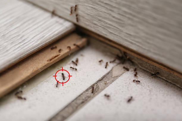 Best Affordable Pest Control Services  in , ID