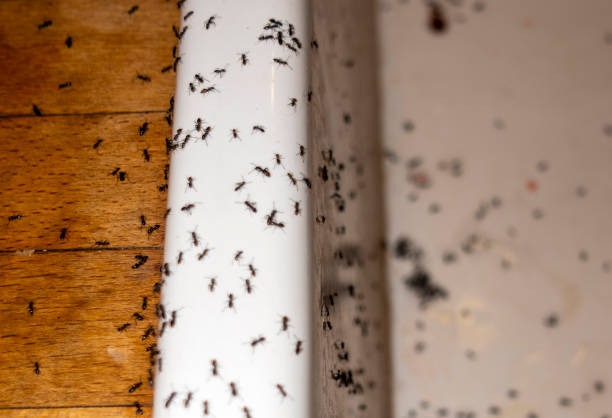 Best Emergency Pest Control  in , ID