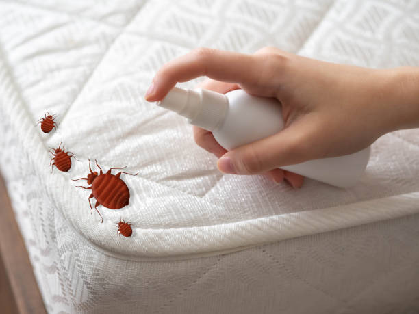 Best Spider Control Near Me  in , ID